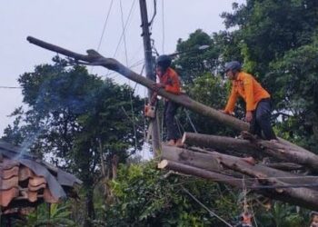 Hujan Deras, Pohon Tumbang Timpa Rumah-Jalan di Bogor