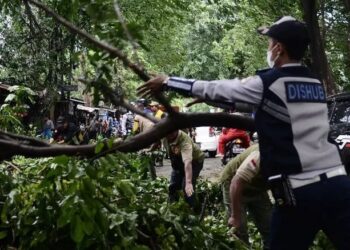 Hujan Angin, Pohon Tumbang di Sejumlah Titik Kota Bandung