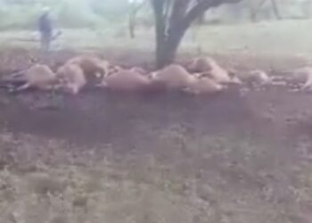 Viral, Belasan Sapi Tergeletak Mati Tersambar Petir di Bima