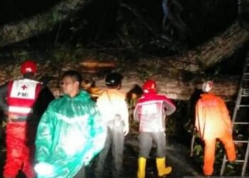 Pohon Besar Tumbang Tutup Jalur Puncak – Coloto Cianjur