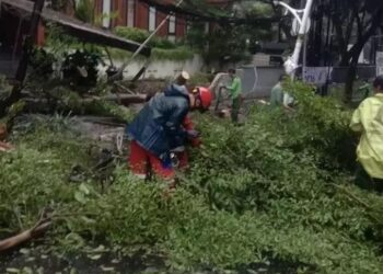 Cuaca Ekstrem Sejumlah Pohon Tumbang di Jakarta Selatan