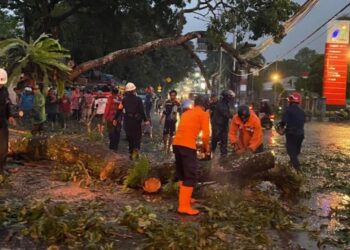 Pohon Tumbang Timpa Mobil Lalin Ciawi-Gadog Macet Parah