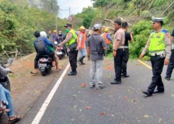 Pohon Tumbang Lumpuhkan Jalur Denpasar – Gilimanuk