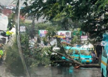 Pohon Besar Tumbang Tutup Jalan Cipamokolan Bandung