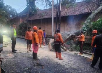 Pohon Tumbang Tutupi Jalan dan Menimpa Hotel di Ubud