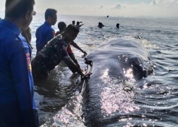 Paus Bungkuk Meter Terdampar di Perairan Lombok Timur NTB