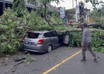Mobil Ringsek Tertimpa Pohon Tumbang akibat Angin Kencang