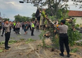 Jalan raya Kadungora tersendat Akibat Adanya Pohon Tumbang