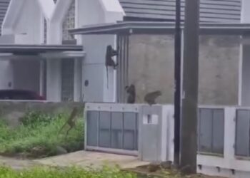 Kawanan Monyet Mulai Keliaran di kompleks Bumi Panyawangan