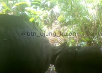 Terlahir Satu Bayi Badak Jawa di Taman Nasional Ujung Kulon