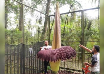 Bunga Bangkai Tertinggi Mekar di Pekan 3 Kebun Raya Cibodas