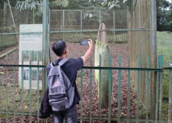 Bunga Bangkai di Cibodas Mekar Jadi Daya Tarik Wisata Jabar Libur Lebaran