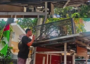 BKSDA Jabar Tangkap Monyet keliaran di Kompleks Gedebage