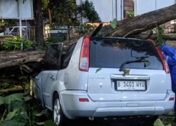 Hujan Badai Sejumlah Pohon Tumbang di Cibinong Bogor