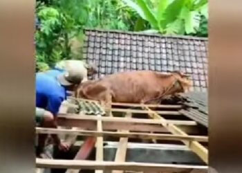 Ada Ada Aja, Sapi Mendadak Menclok di Genteng Rumah